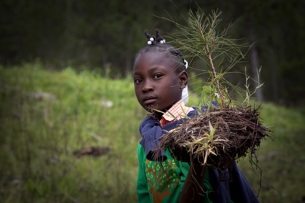 A young girl carries a small tree